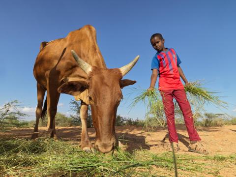 Ismael in Somalia and FMNR